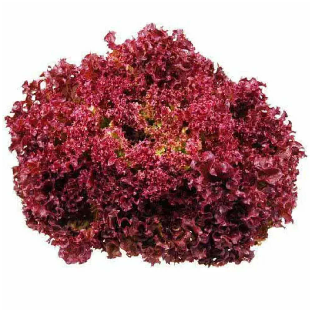 Lollo-rossa-import-1buc