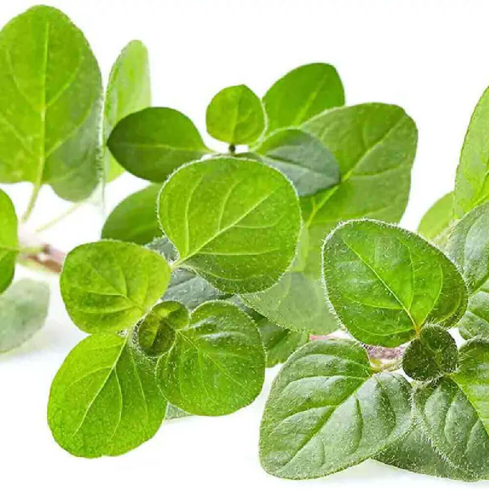 oregano-import-30g-1buc